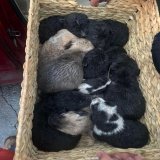 Perritos rescatados en adopci&oacute;n responsable #CUU