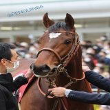 「えっ、今日レースなんですか？」と言ってるキョトン顔の #タスティエーラ 20230305中山11R 弥生賞