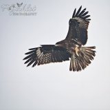 Black kite fishing &amp; drying  #IndiAves #birdphotography #birding #BirdsSeenIn2023 #BBCWildlifePOTD #birdwatching  #BirdsPhotography #ThePhotoHour #NaturePhotography #natgeowild #wildlifephotography #TwitterNatureCommunity #birds #ThePhotoMode #Bi