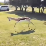Justin Jefferson every time he gets in the endzone0:01318.4K views