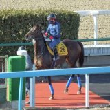 21年目黒記念勝ちの #ウインキートス はこれがラストラン見込み。当初は中山金杯で引退、繁殖入りのプランもあったが、引退戦をスライドして #ダイヤモンドS に挑戦。「おそらくこれが最後。いい走りをしてほしい」と宗像師。重賞勝ちもある東京の舞台で有終の美となるか。