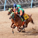 ホープフルSでは自分の形に持ち込めず、11着大敗の #グリューネグリーン だが「着順ほどは負けていない」と相沢師に悲観の色はない。評価急落の様相も「バカにすんなよ、という気持ち。能力はあるので結果はついてくると思う」と師。手応え十分の最終追いからデキも上々。#弥生賞 での巻き返しを誓う。