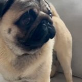 How Cuter her outlook  . . #pug #pugs #pugdog #puglovers #puglife