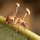 Hoy en el d&iacute;a del Bi&oacute;logo en M&eacute;xico, quiero comentar que existe un hongo llamado &ldquo;Ophiocordyceps unilateralis&rdquo;, el cual convierte en &ldquo;zombi&rdquo; a las hormigas. Este hongo crece internamente de la hormiga para