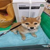 迷子犬 豆柴４ヶ月  名前 むぎ メス犬 紺色と白色の星柄の首輪 21時30分頃、鶴見中央５丁目のマンション玄関ドアを開けた時に出てしまいました。見つけ方どうかご連絡ください。 #拡散希望 #迷子犬 #鶴見駅 #横浜市 #鶴見中央 08051403497Show more