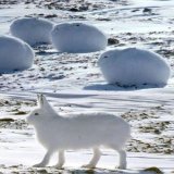 The Arctic hare can run up to 60 kilometres per hour, but it's when it's sitting that we like it more   [read more: