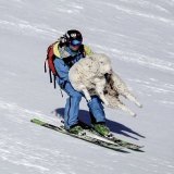 Ski pro saves a sheep stuck on the top of a New Zealand mountain by Dan Power