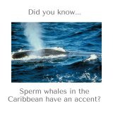 Did you know?   Sperm whales in the Caribbean have an accent?  #whales     #spermwhales     #caribbean     #whalesounds     #whalenoise #Investment #HomeSweetHome #HouseHunting #TopRealtor #FirstTimeHomeBuyer #HUDHomes #RealEstateTips #DreamHome #Hom
