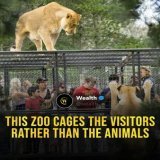 Now, this is what I call a "close encounter". The hunter becomes the prey! What a wild concept&hellip; Would be interesting to experience once, don&rsquo;t you think?   Credit: wealth(IG)  #wildlife #zoo #newzealand #predators #wild