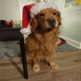Morning frens! HAPPY FESTIVUS!! I've brought out my Festivus pole, its time for the festivities to begin!! #dogsoftwitter #Festivus #GoldenRetrievers