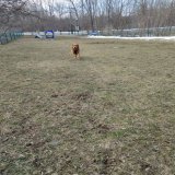 We have liftoff!! #dogsoftwitter