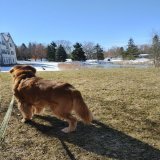 Walkies! And keeping an eye on my new fren! #dogsoftwitter
