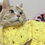 #ミモザの日  #ミモザ　#幸せの黄色い花 #猫好きさんと繋がりたい　#ねこ好き #カワイイ　#にゃんこ    ₍ᐢ⑅&bull;ᴗ&bull;⑅ᐢ₎ミモザの日 ワタチも #国際女性デー  ﾆｬﾝ