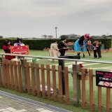#ターコイズステークス #ウマ娘 #中山競馬場 #中山馬主協会  中山の女帝ミスニューヨーク を見つめる有馬記念の鬼 シンボリクリスエス