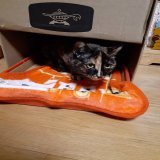 お気に入りの 赤い箱を アラジンの空き箱に 差し込んでみた ????  #猫のいる暮らし   #猫 良いんじゃね？