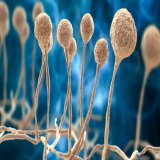 In the hit series #TheLastOfUs, a fungal infection known as ophiocordyceps spreads rapidly, leading to a post-apocalyptic reality.  Could a fungus really infect people so severely? Our experts weigh in. @TheLastofUsHBO