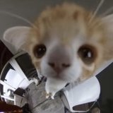 Character ai user flocking to twitter to see if the site is down or its their internet conection