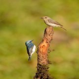 An Ultramarine Flycatcher couple enacting #romeoandjuliet for the #Two2Tango theme by #IndiAves   #ThePhotoHour #birdphotography #birding #NaturePhotography #BBCWildlifePOTD #BirdsOfTwitter #nikonphotography @NatGeoIndia @Avibase @IndiAves
