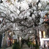 眩しいほど美しい、宝塚大劇場に向かう「花のみち」の夜桜です。 #宝塚歌劇