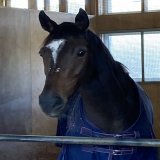 来週の #エリザベス女王杯 を目指す #ジェラルディーナ はオールカマーを制しての参戦。レースでの強さを忘れるような美人さんです。G1で母の血が騒ぐか？（山） #JRA #競馬 #ジェンティルドンナ #サンデーレーシング #サンスポzbat競馬
