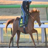 【ジャパンＣ】オネスト、素軽いフットワーク　馬場適性にルメール「全く心配していない」 - サンスポZBAT!  @SANSPOCOMより