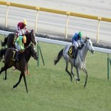 【クロッカスＳ】ヤクシマが新コンビのルメールに導かれてうれしい２勝目 - サンスポZBAT!  @sanspoyosououより