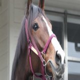【根岸Ｓ】ダートで才能開花したギルデッドミラー　細見助手「今回はベストの条件」 - サンスポZBAT!  @sanspoyosououより