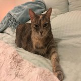 When I took this photo (Jan 7, 2019) I knew Angel had what it takes to be an IG model. \ud83e\udd29\ud83d\ude38 #cats #catsoﬁnstagram #catstagram #catsofig #catsagram #cats_of_world #catslife