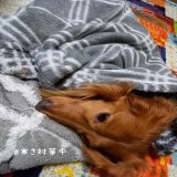 #最強寒波  #犬のいる暮らし #ダックス  明後日のＹ氏エリアは、寒くなるぞ。  最高気温 　2度 最低気温 －3度  ルルも寒さ対策しなきゃな。