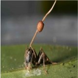 The Zombie Fungus Ophiocordyceps unilateralis (zombie fungus) doesn't control ants by infecting their brains. Instead, it destroys the motor neurons and connects directly to the muscles to manage them.