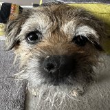 Off to the specialist vets in the morning pals for a scan on my liver and gallbladder to check I&rsquo;m still doing okay and that nothings changed. Hope I don&rsquo;t miss a #ScrappySnowDay whilst I&rsquo;m there  #ScrappyNelson #dogsoftwitter #btpo