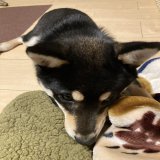 皆様今日も1日お疲れ様でした  手の傷が無くならないよ 何で？ 噛まれて &hellip;  #柴犬  #犬のいる暮らし  #タグ