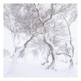 Downy birch in Scotland during a winter storm. #winterstorm #scotland #snow