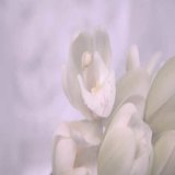 21日に死去していたことが発表されるグラビアアイドルの片瀬美月さんが3月21日に亡くなっていたことを...