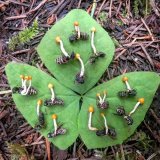 Ophiocordyceps unilateralis, the fungus that infects ants and makes them walk to a place optimal for its growth. Luckily for the ants, there is a fungus that infects this fungus so only a little more than 5% of its spores are viable.   photo by Jay E