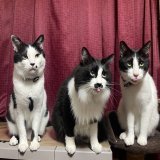 長男まじめにしてるのに、2人で何ふざけてるんだ  #猫好きさんと繋がりたい                   #猫のいる暮らし #猫のいる幸せ  #ハチワレは世界を救う協会 #そらうみりく