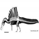 I find it hard to believe that an apex predator with an incredibly niche life style would be incapable of walking properly, or swimming properly.  Unless spinosaurus sat on river beds and snatched prey, I find it unlikely it could&rsquo;ve hunted eff