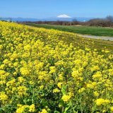 花粉の量が少なくかつ天気が良くて撮影日和でした。 撮影日：２０２３年３月１９日 場所：群馬県伊勢崎市境島村　 　　　利根川右岸（奥は浅間山） #菜の花        #写真好きな人と繋がりたい    #写真撮ってる人と繋がりたい  #ファインダー越しの私の世界