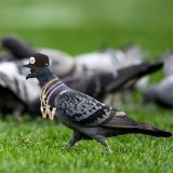 2-0 when the pigeons show