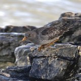 Purple sandpiper yesterday.  Hannafore beach, Cornwall. @CBWPS1 #birdphotography #birds #BirdsSeenIn2023 #BirdsOfTwitter #NaturePhotography #naturelovers #TwitterNatureCommunity #wildlifephotography
