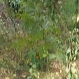 One citizen of Ukraine, local, unarmed, drove away two mobilized from the &ldquo;LPR&rdquo;, who were digging or rowing something into the ground.  He ordered them to run to Liman. Look how they ran...