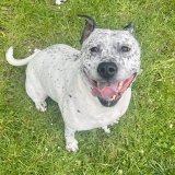 #Mondaymorning Smiles are great investments the more you collect, the better you feel. #dogsftwitter #SydSmiles