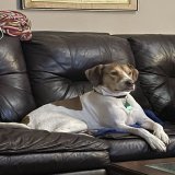 5 minutes into #LaBrea &amp; he&rsquo;s hooked.   I don&rsquo;t have the heart to turn the channel he&rsquo;s really watching  @nbc @peacock #DogsofTwitter #Dogs