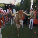 Bevo's fired up and ready to go   : @espn