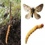I've written a post about the secret double-life of the caterpillar fungus , Ophiocordyceps sinensis -  Being plant endophytes in the streets,   Zombifying caterpillars in the sheets.