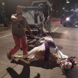 This is a photo of Norman, the carriage horse who collapsed at 2am on #LaborDay weekend in 2016 on 50th St and 12th Ave in Manhattan. Witnesses reported that Norman&rsquo;s driver was screaming at him to make the green light before he collapsed.