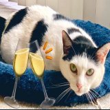 Every Thursday we tweet Elizabeth Taylor who has been overlooked for adoption for 7 years because she&rsquo;s shy&hellip;  She&rsquo;s still waiting for a #HappyNewYear in a loving #foreverhome   #forgottensoulshour #CatsOfTwitter #AdoptDontShop #Los