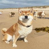 Happy Monday #Dogefam! Let's start the week off strong and continue to support #Dogecoin.  #DogecoinToTheMoon