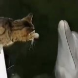 Cat and Dolphin playing together... Amazing!
