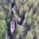 A family lost their dog for several days and searched for him using drones.  What they discovered left them speechless...the dog had made friends with a family of bears.